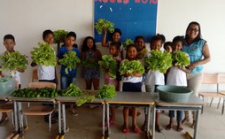 Alunos da Escola Maria Antonia colhem alface do projeto Horta na Escola